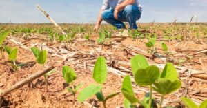 Plantio da soja chega a 84% no RS; ferrugem ameaça primeiras lavouras