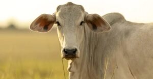 Preços do boi gordo avançam no Brasil; confira