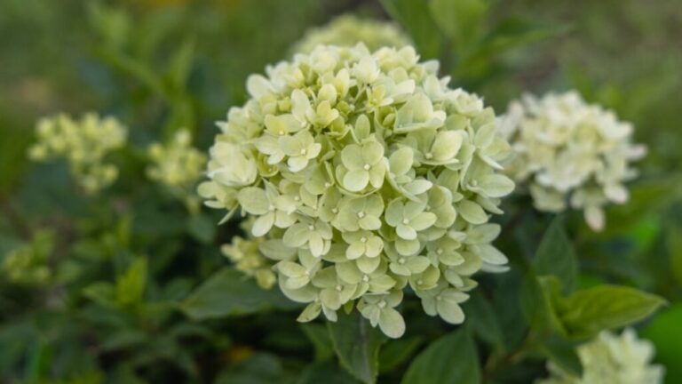5 cores de flores que representam coisas boas