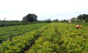 Acompanhe os principais eventos desta terça-feira no agronegócio