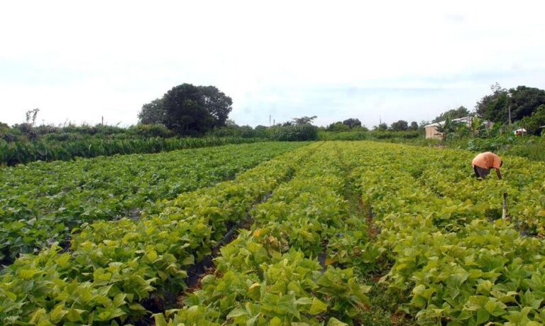 Acompanhe os principais eventos desta terça-feira no agronegócio