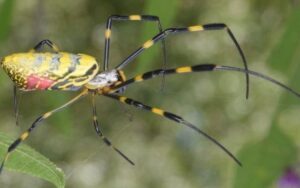 Aranhas têm mais medo de você do que você delas