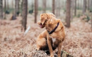 Bobi, o cachorro mais velho do mundo de 31 anos pode ser uma farsa