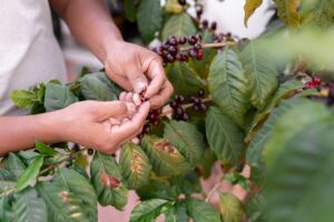 Café: clima no Brasil gera apreensão no mercado para a Safra 2024/25