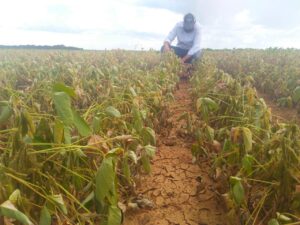 Cenário de incertezas afasta produtores gaúchos das vendas antecipadas