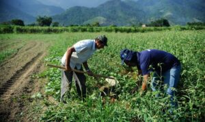 Ciclo 2023/2024: presidente da Contag detalha impactos do Plano Safra na agricultura familiar