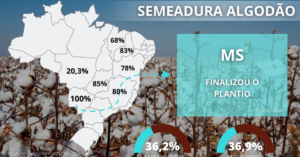 Clima deve provocar diferenças de produtividade no algodão de MS