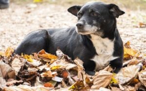 Como a ciência quer prolongar a vida dos cães em muitos anos