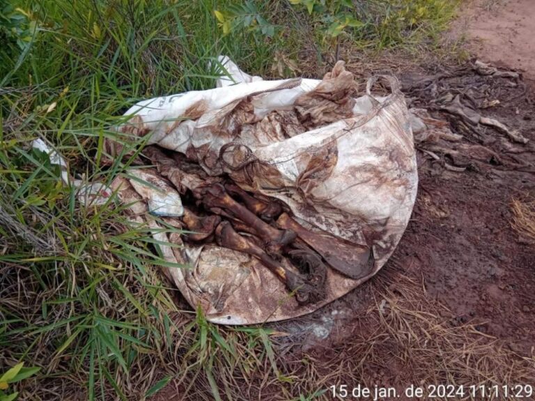 Desaparecimento de bovinos em fazenda de Rio Verde leva à prisão de funcionário por abate ilegal