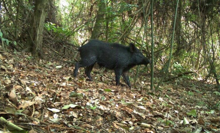 Diversificação de lavouras no Cerrado pode reduzir presença de javalis