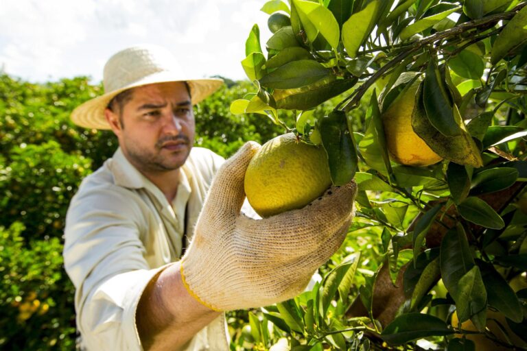 Laranja: expectativa do USDA sobre produção da safra 2024/25 cai