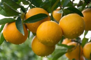 Laranja valoriza com aumento da demanda por conta das altas temperaturas