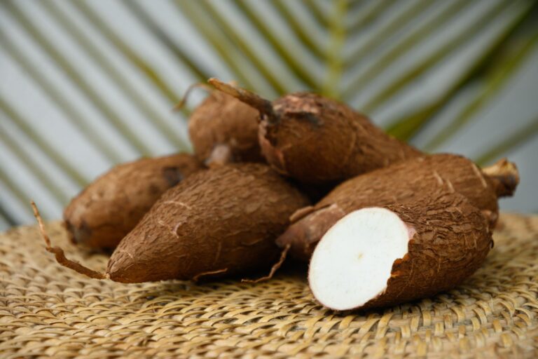 Mandioca desvaloriza ante maior oferta e avanço da colheita