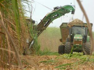 Moagem de cana-de-açúcar pode atingir 600 milhões de t na safra 2024/25