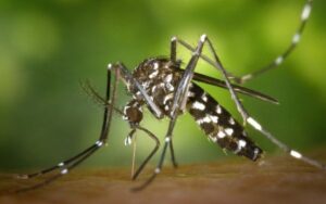 Mosquitos da dengue com bactéria podem resolver surtos no mundo todo