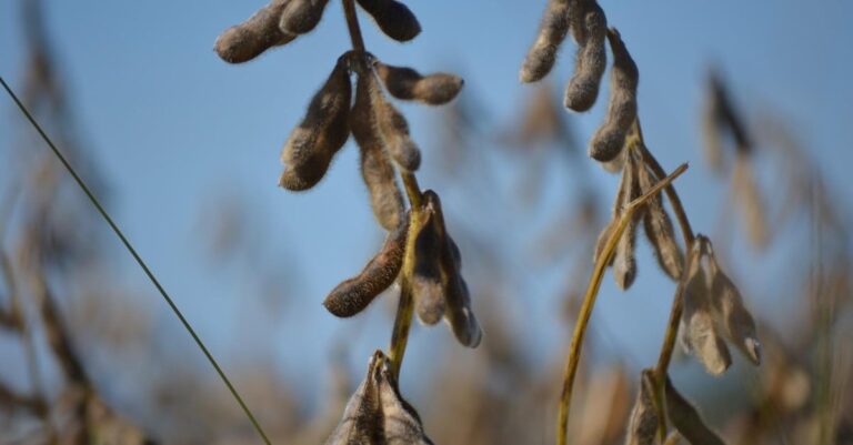 Município de MG deve ter queda de 20% no potencial produtivo da soja