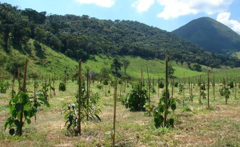 Nova metodologia projeta crescimento de árvores nativas, elevando rentabilidade de restauração florestal
