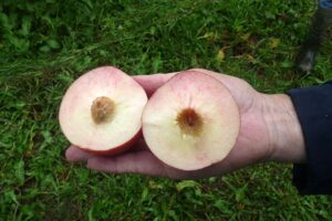 Novas nectarinas garantem oferta de fruta por mais tempo ao consumidor