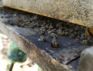 Produtores rurais são indiciados pela morte de quase 9 milhões de abelhas