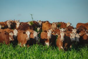 Raças hereford e braford têm crescimento de 11% em 2023
