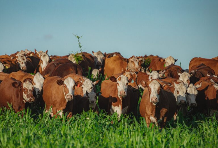 Raças hereford e braford têm crescimento de 11% em 2023