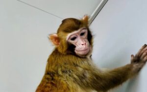 ReTro, o primeiro macaco-rhesus clonado a sobreviver por 2 anos