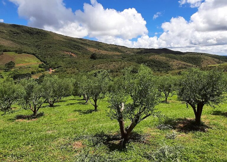 Rio Grande do Sul projeta nova safra de azeite com desafios climáticos