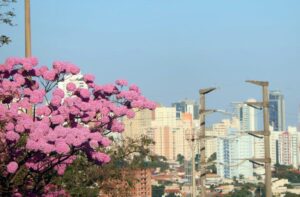 Sábado de sol tem aumento de temperaturas como destaque em MS