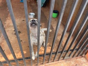 Subea adverte tutores que o abandono de animais é crime e orienta população