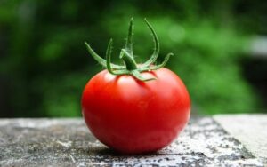 Tomate elimina bactéria Salmonella em teste de laboratório