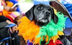 7 apps essenciais para ter no celular no Carnaval