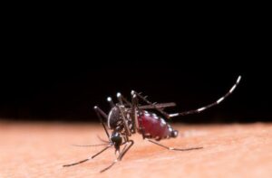 Aprenda a diferenciar os sintomas da dengue e da gripe