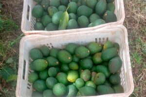 Avocado do Paraná ganha Europa e garante renda aos produtores