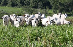 Carne baixo carbono: protocolos reduzem emissão de gás de efeito estufa em até 15%