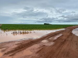 Chuva volumosa beneficia soja tardia, mas atrapalha colheita