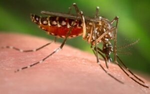 Como se proteger da dengue enquanto a vacina não chega?