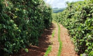 Consórcio de café e arroz é testado no Sul de Minas