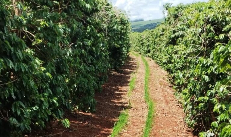 Consórcio de café e arroz é testado no Sul de Minas