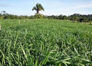 Cultivar de capim mostra bom desempenho ao anteceder a soja