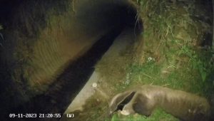 Desenvolvimento sustentável: travessias de fauna reduzem atropelamentos de animais em trechos da MS-306