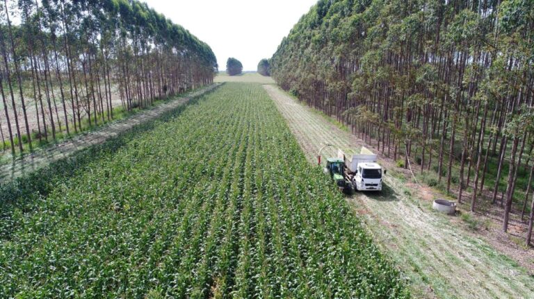 Estudo revela 28 milhões de ha de pastagens degradadas com potencial para expansão agrícola