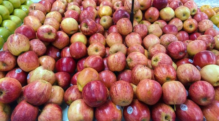 Excesso de chuvas pode prejudicar a produção de maçãs no Brasil