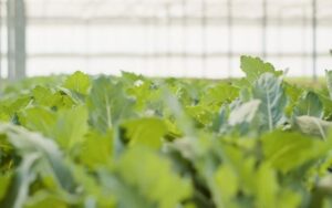 Fazenda inflável permite o cultivo de alimentos em qualquer lugar