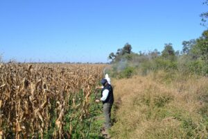 Gafanhotos colocam Argentina em alerta; países vizinhos trabalham para mitigar impactos