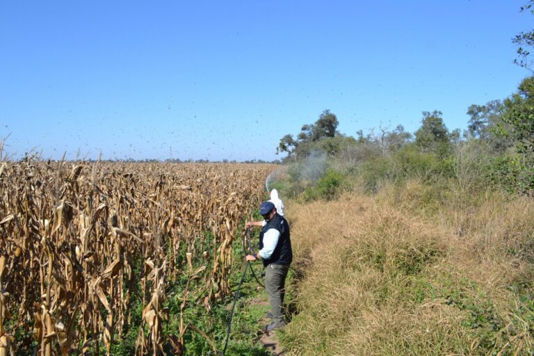 Gafanhotos colocam Argentina em alerta; países vizinhos trabalham para mitigar impactos