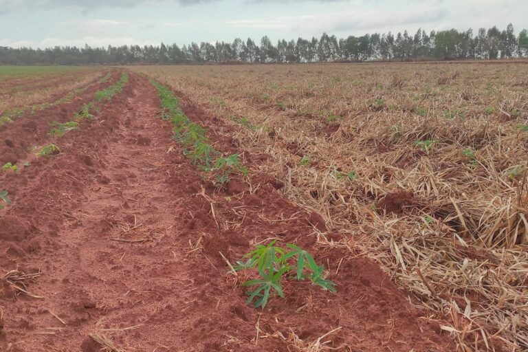 IDR-Paraná discutirá manejo de solos compactados no Show Rural