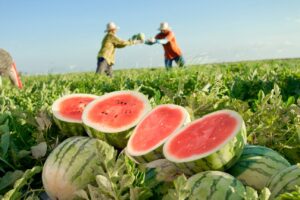 Melancias queimam no Sul por conta do calor; preços da fruta disparam