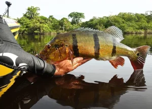 Modalidade ‘pesque e solte’ é liberada nos rios Paraguai e Paraná