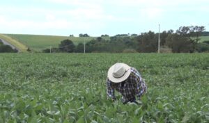 Município que mais produz soja em São Paulo projeta perdas de 20%