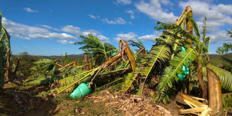 Nuvem ‘cogumelo’ com microexplosão assusta agricultores no interior de SP
